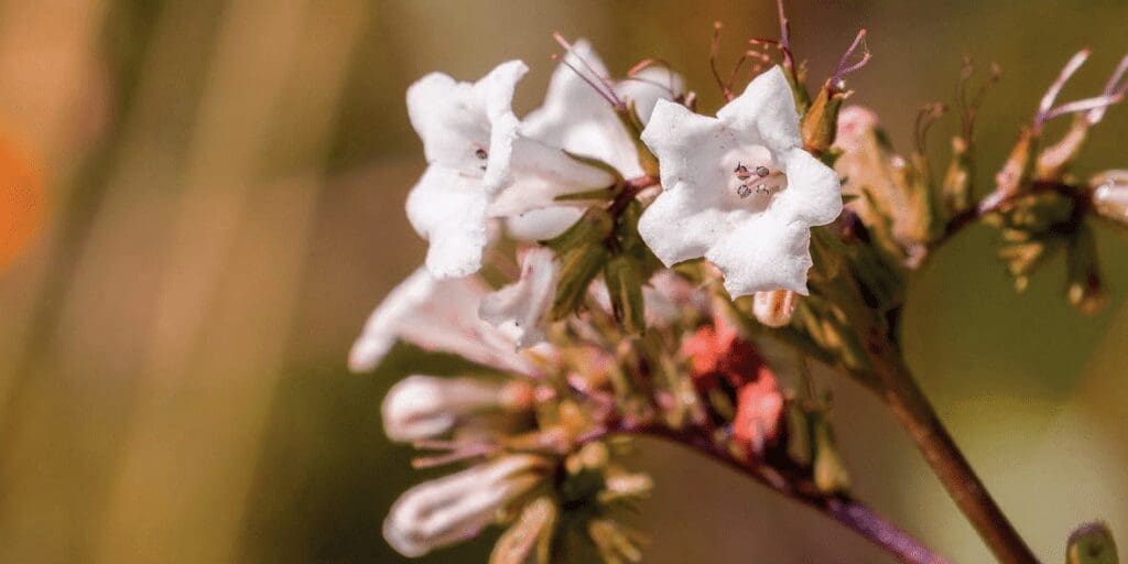 Mibelle Biochemistry Celebrates 30 Years 7 EURO COSMETICS Magazine • Mibelle Biochemistry Celebrates 30 Years • Euro Cosmetics • Euro Cosmetics