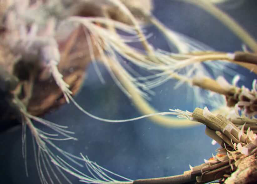 Fibrillated Cellulose - A Natural, Renewable and Biodegradable Solution to Microplastics 3 EURO COSMETICS Magazine • Fibrillated Cellulose - A Natural, Renewable and Biodegradable Solution to Microplastics • Kulvinder Kaur • Kulvinder Kaur