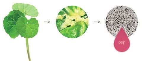 Plant-derived Peptides and Biotechnology 5 EURO COSMETICS Magazine • Plant-derived Peptides and Biotechnology • Ò. Expósito and M. Buchholz • Ò. Expósito and M. Buchholz