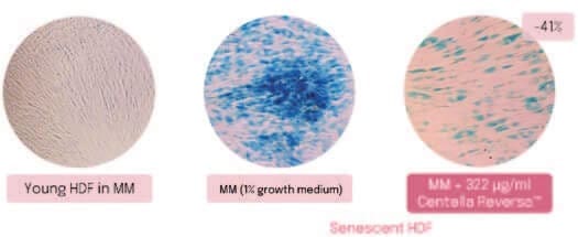 Plant-derived Peptides and Biotechnology 9 EURO COSMETICS Magazine • Plant-derived Peptides and Biotechnology • Ò. Expósito and M. Buchholz • Ò. Expósito and M. Buchholz