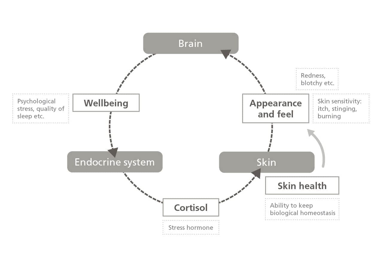 Neurocosmetics: all about acting on the complete skin-brain feedback loop 5 EURO COSMETICS Magazine • Neurocosmetics: all about acting on the complete skin-brain feedback loop • Harald van der Hoeven, CLR • Harald van der Hoeven, CLR