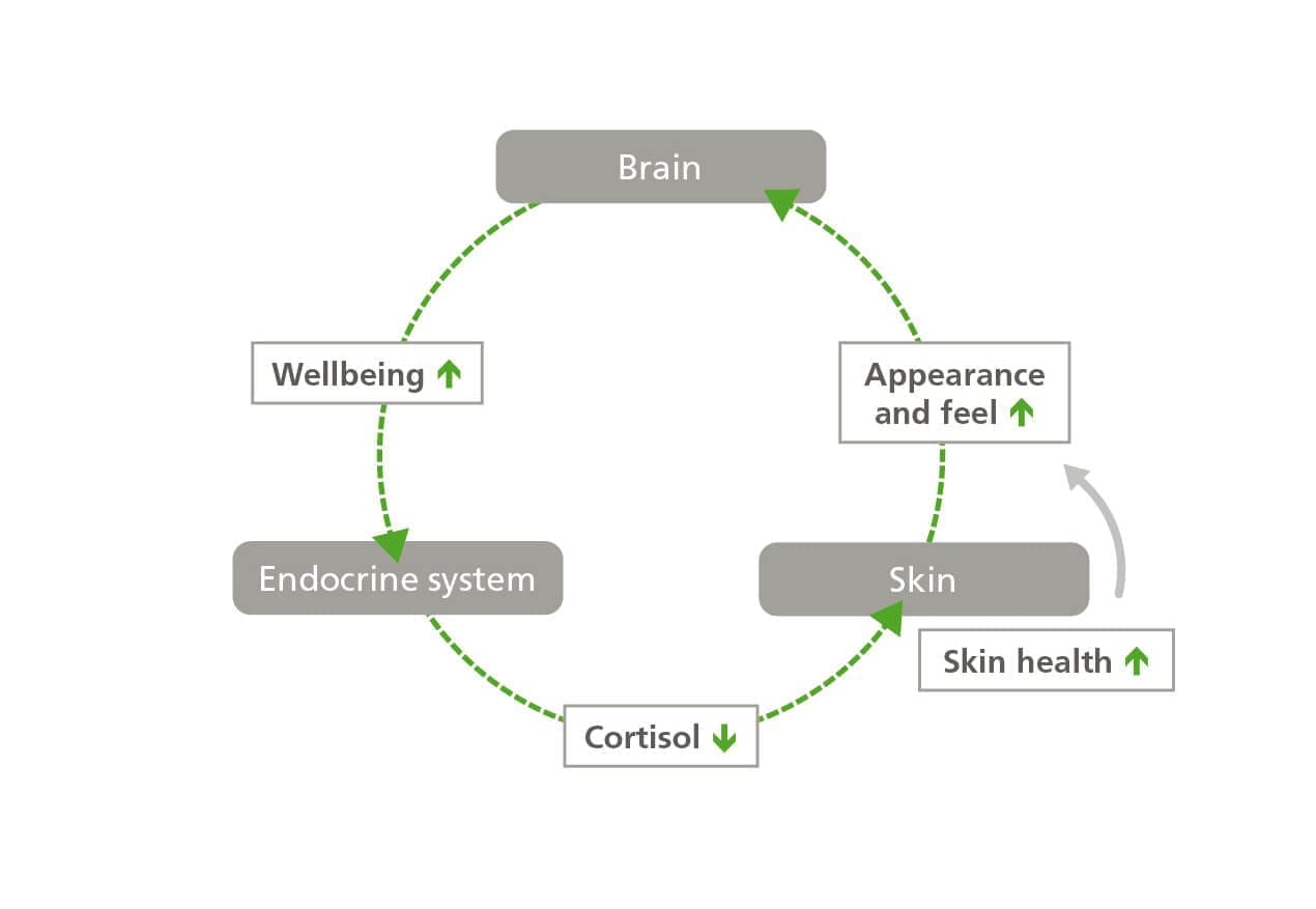 Neurocosmetics: all about acting on the complete skin-brain feedback loop 29 EURO COSMETICS Magazine • Neurocosmetics: all about acting on the complete skin-brain feedback loop • Harald van der Hoeven, CLR • Harald van der Hoeven, CLR