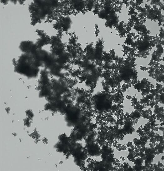 Exploring the Relationship Between the Scalp Microbiome and Dandruff 5 EURO COSMETICS Magazine • Exploring the Relationship Between the Scalp Microbiome and Dandruff • Charlotte Vedel • Charlotte Vedel