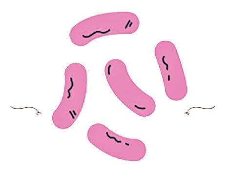 Skin Microbiota and its roles in cutaneous diseases - Innovative approaches for maintaining and enhancing skin health 7 EURO COSMETICS Magazine • Skin Microbiota and its roles in cutaneous diseases - Innovative approaches for maintaining and enhancing skin health • Anne-Sophie Bongain-Decosne, NCC, Nutrition Cosmetics Creation SA • Anne-Sophie Bongain-Decosne, NCC, Nutrition Cosmetics Creation SA