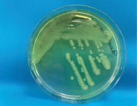 Microbiological requirements for water in the cosmetics industry - FAQs 8 EURO COSMETICS Magazine • Microbiological requirements for water in the cosmetics industry - FAQs • Dr. Bernhard Fellenberg • Dr. Bernhard Fellenberg