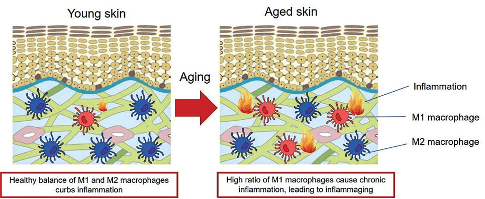 Skin Inflammaging: Barrier Repair, Cytokine Control and the Role of bitop Ectoin® natural 7 EURO COSMETICS Magazine • Skin Inflammaging: Barrier Repair, Cytokine Control and the Role of bitop Ectoin® natural • Disha Patel • Disha Patel