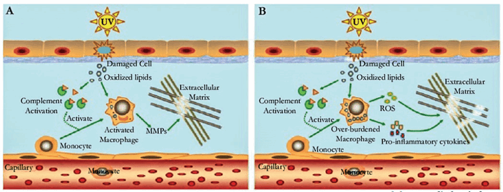 Skin Inflammaging: Barrier Repair, Cytokine Control and the Role of bitop Ectoin® natural 9 EURO COSMETICS Magazine • Skin Inflammaging: Barrier Repair, Cytokine Control and the Role of bitop Ectoin® natural • Disha Patel • Disha Patel