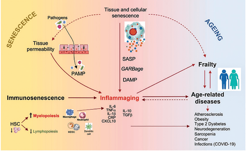 Skin Inflammaging: Barrier Repair, Cytokine Control and the Role of bitop Ectoin® natural 5 EURO COSMETICS Magazine • Skin Inflammaging: Barrier Repair, Cytokine Control and the Role of bitop Ectoin® natural • Disha Patel • Disha Patel